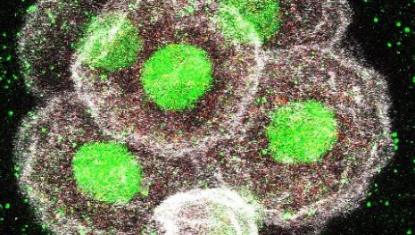 thumbnail_naturecellbio_MZG
