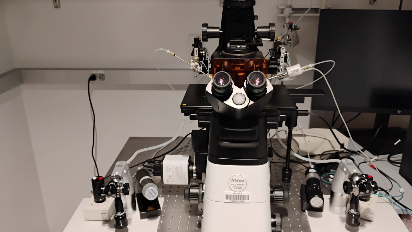 Microinjection setup