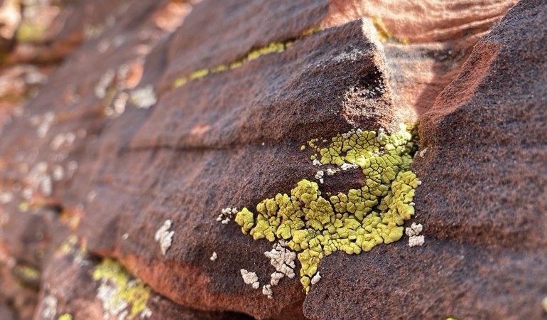 lichen