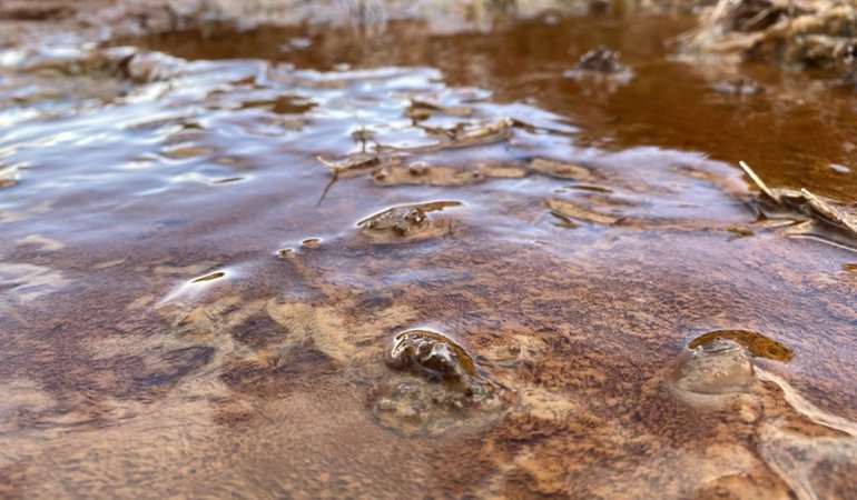 rocks