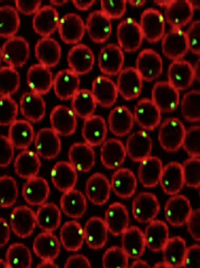 live imaging MS2-MCP