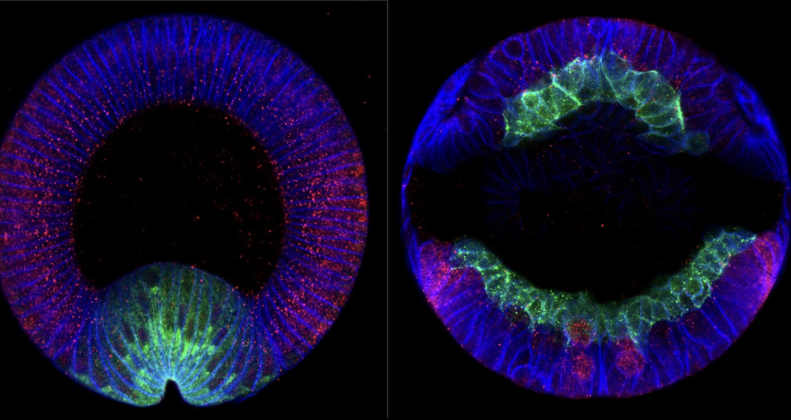 jingjing_crossection