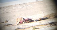 Did you see lions eating a giraffe while jackals circled on your honeymoon? (Etosha National Park, Namibia, after an amazing field season)