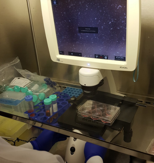 EVOS® XL Core Imaging System