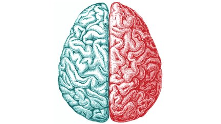 Brain hemispheres