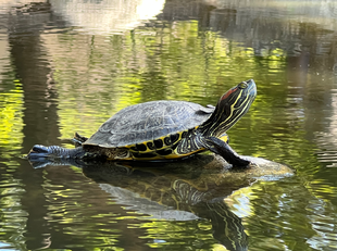 Turtle on a rock