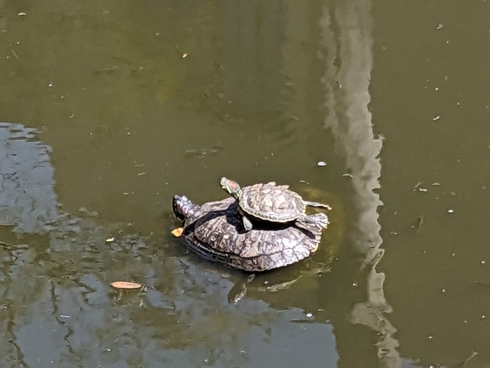Most Numbers of Turtles in a Stack - Jeremy Schreier
