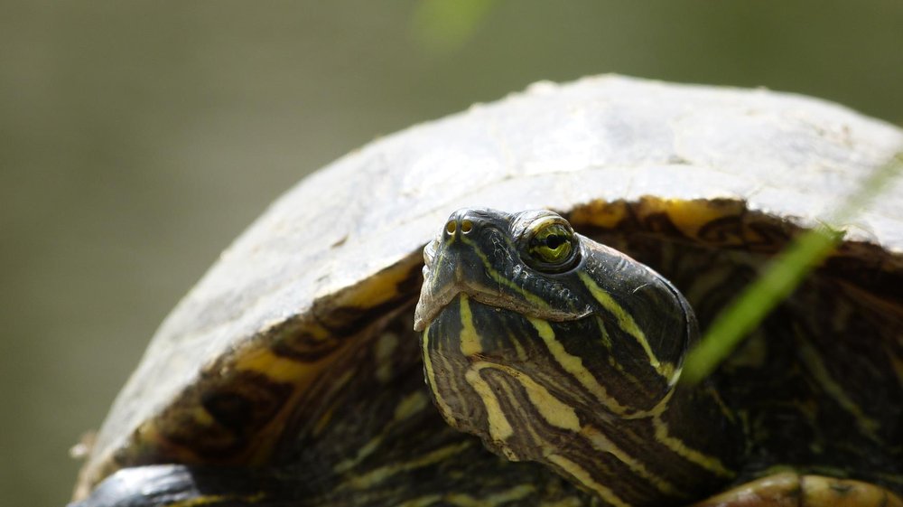 Turtle Close Up