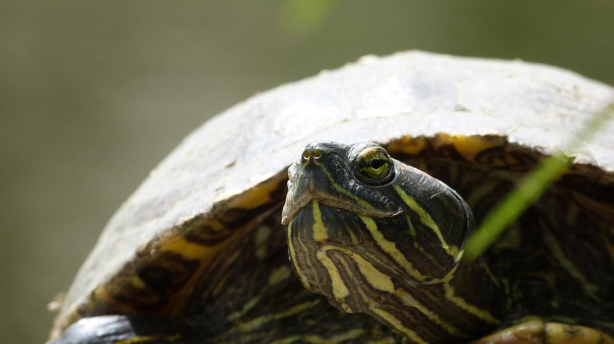 Turtle Close Up