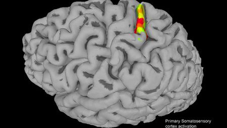 Brain fMRI