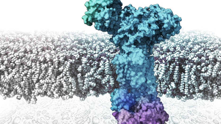 Endoplasmic Reticulum Membrane Protein