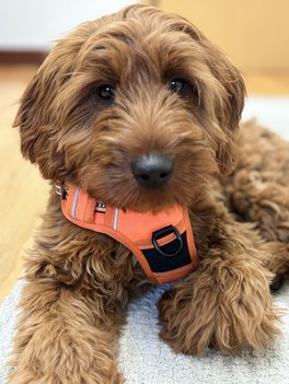 Charley
