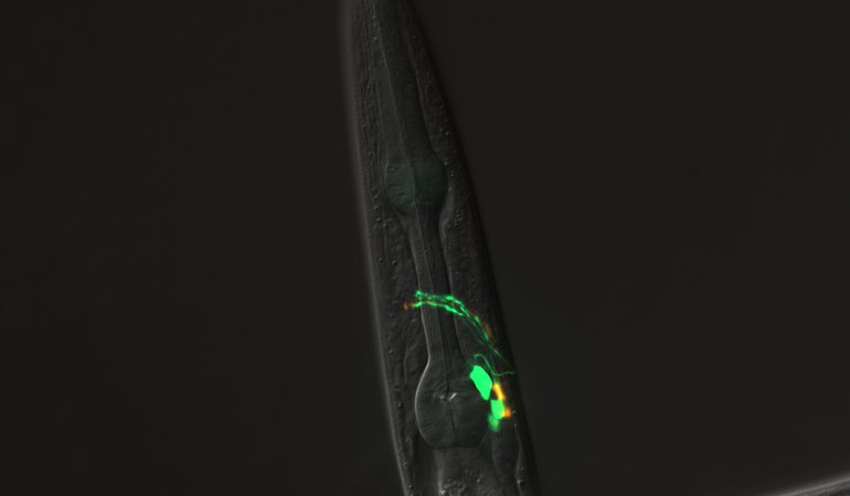 C. elegans Image