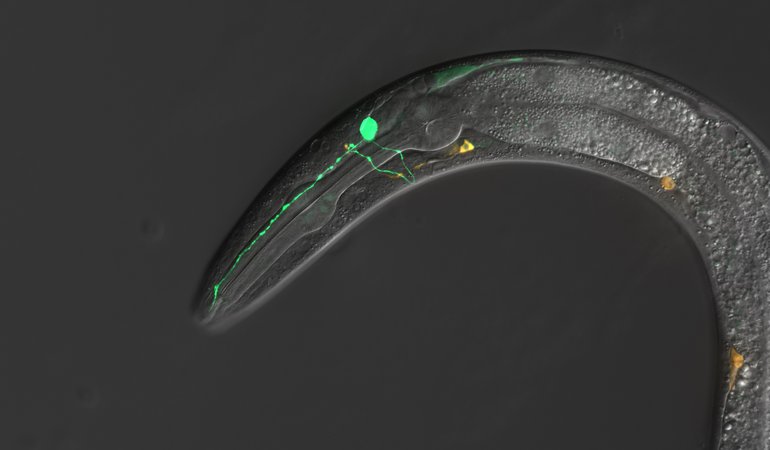 C. elegans Image