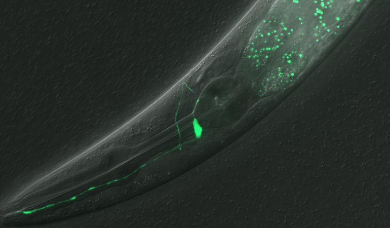 C. elegans Image