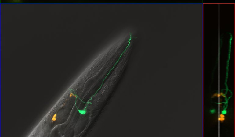 C. elegans Image