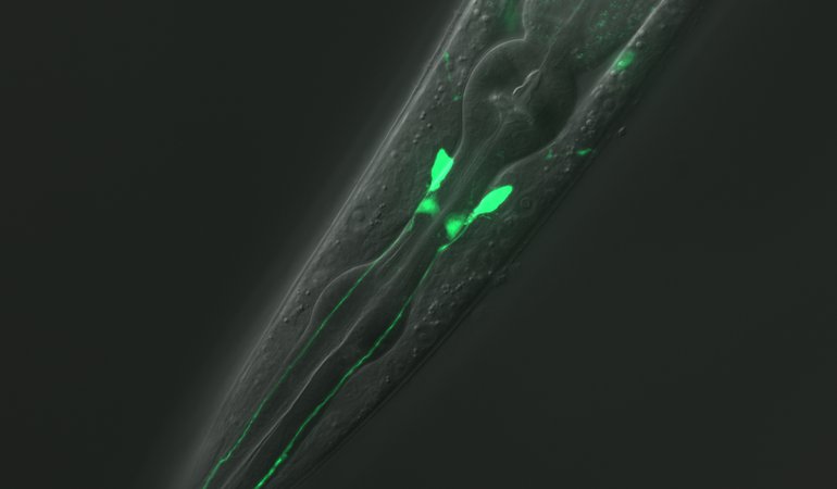C. elegans Image