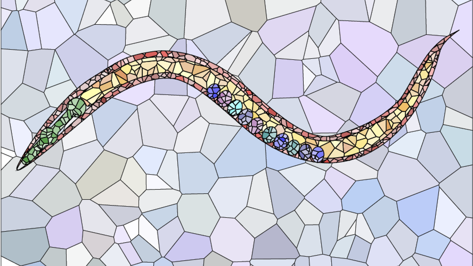 Fancy Worm