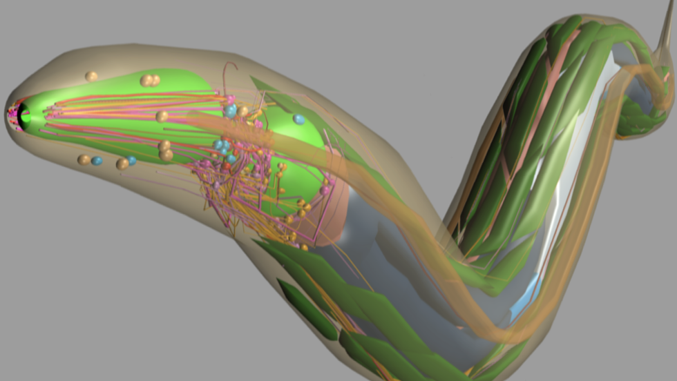 Worm Image