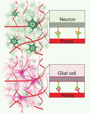 Cell type-specific interfaces